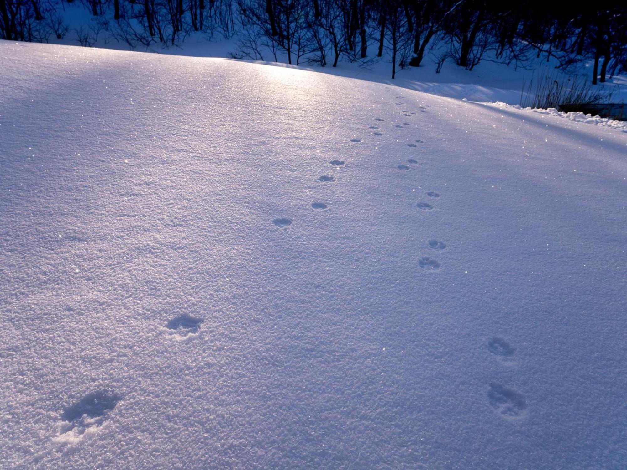 Sachinoyu Hotel Shiga Kogen Yamanouchi  Zewnętrze zdjęcie